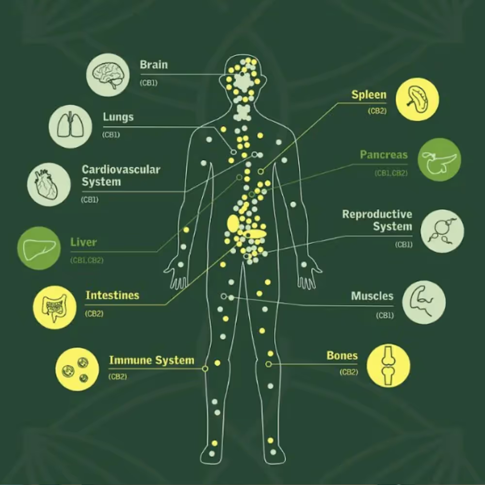 What is the ECS?: how does cbd work in my body?