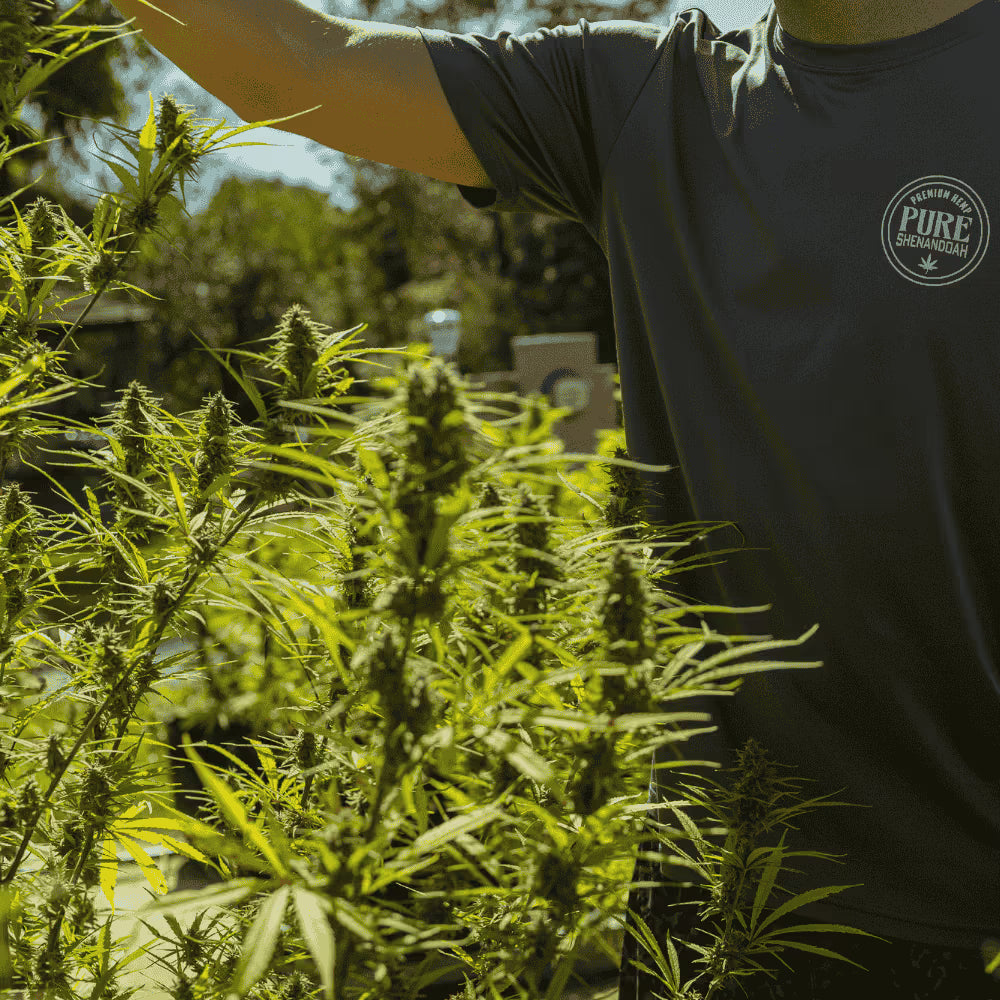 is your cbd the real deal?: how to detect low quality cbd products