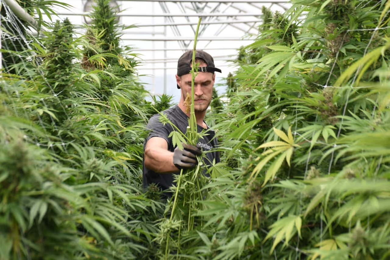 Man wearing a black cap and gloves inspecting tall cannabis plants in a greenhouse.