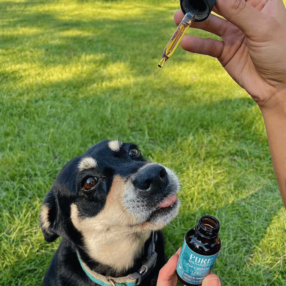 Dog receiving CBD oil from a dropper outdoors