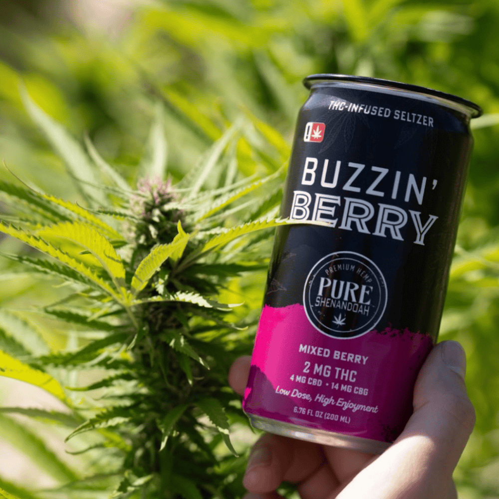Hand holding a Buzzin Berry THC seltzer can among cannabis leaves