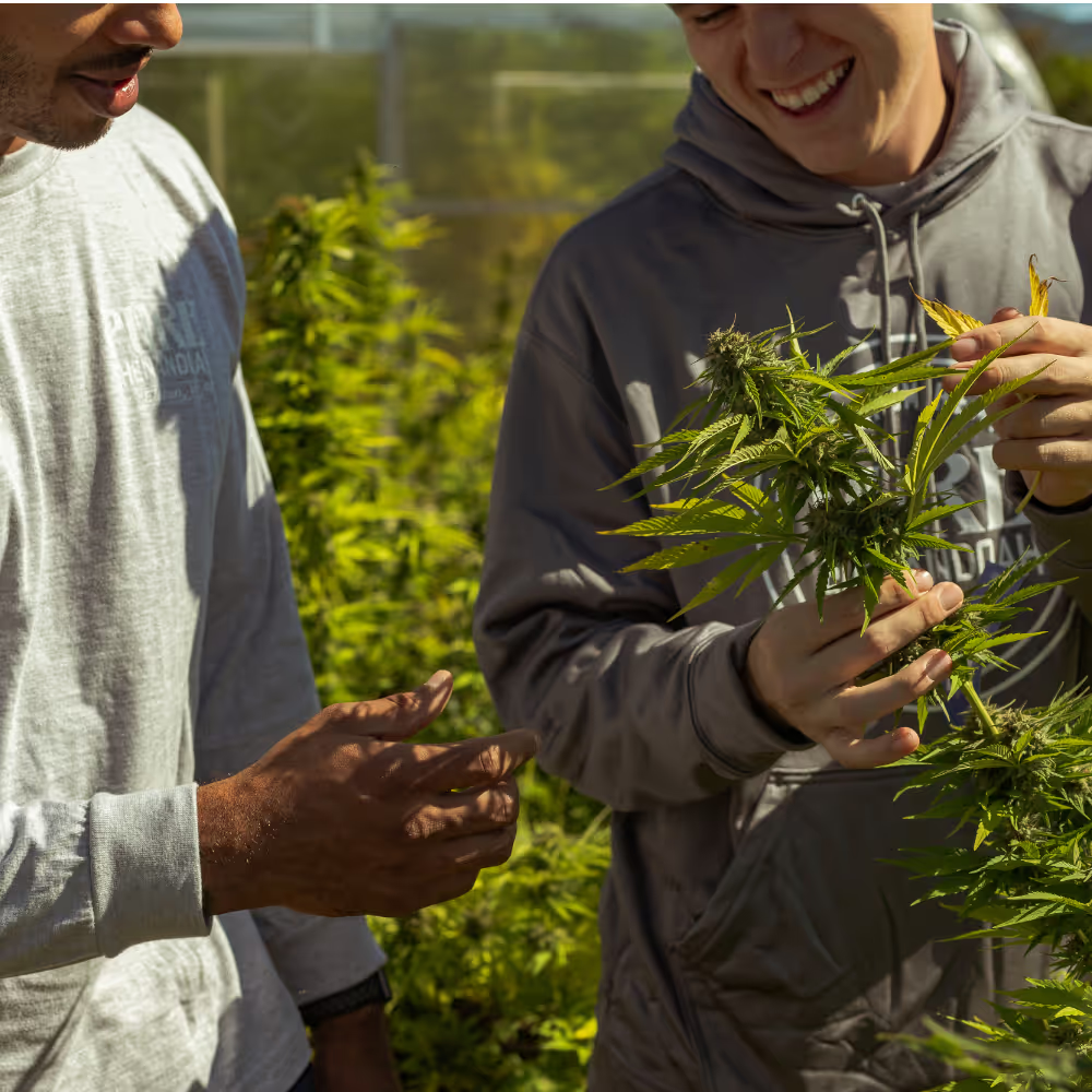 Two people inspecting a cannabis plant in the field