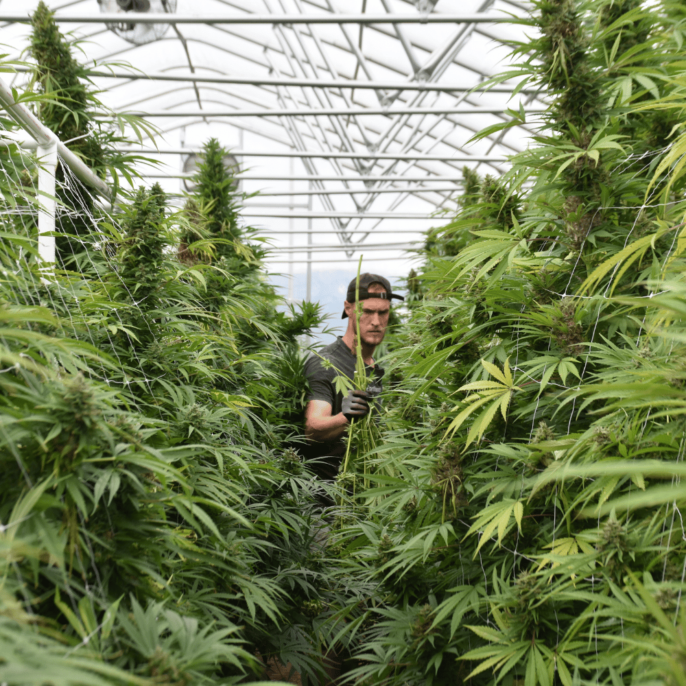 Pure Shenandoah worker standing between rows of greenhouse cannabis plants