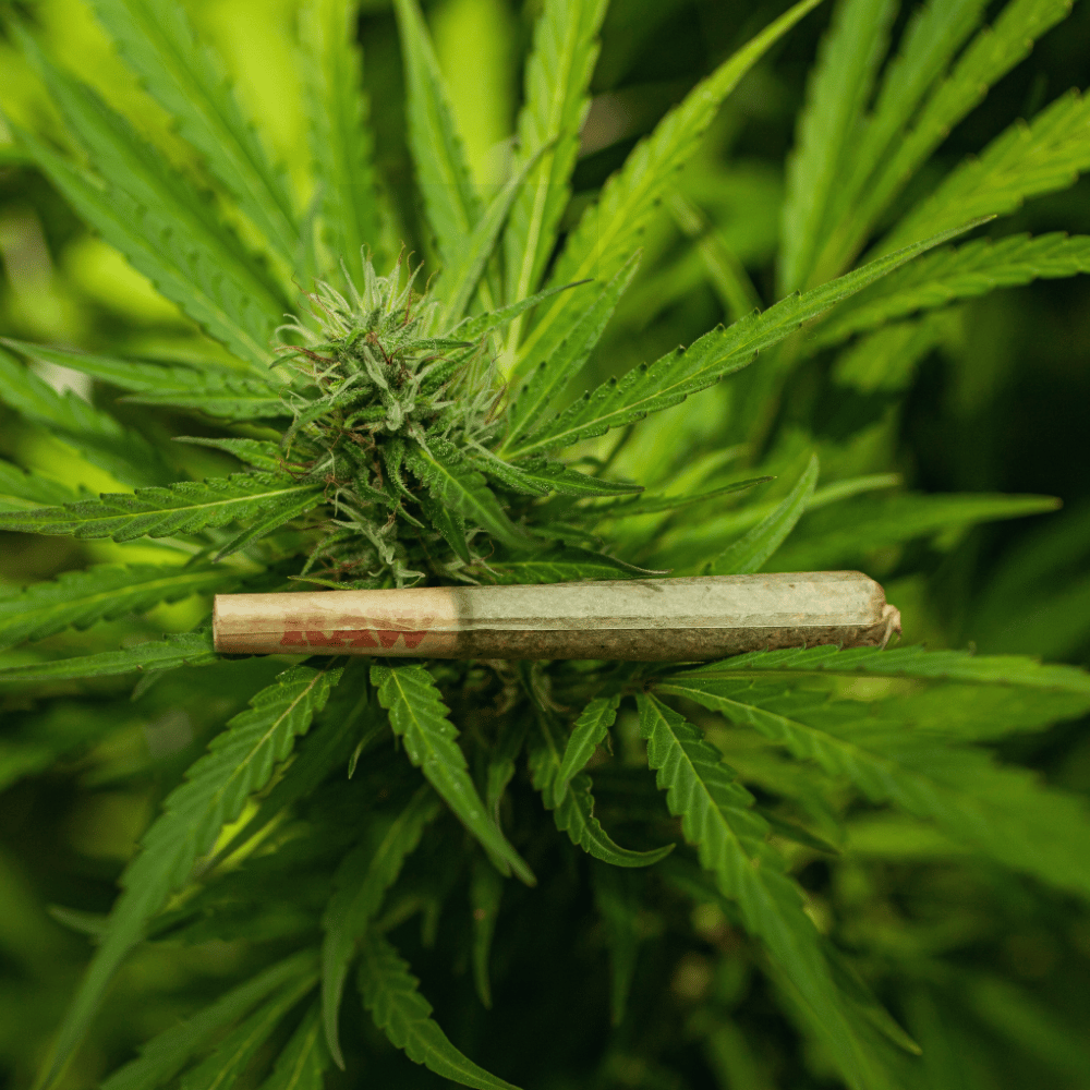 Hemp pre-roll resting across a green cannabis flower