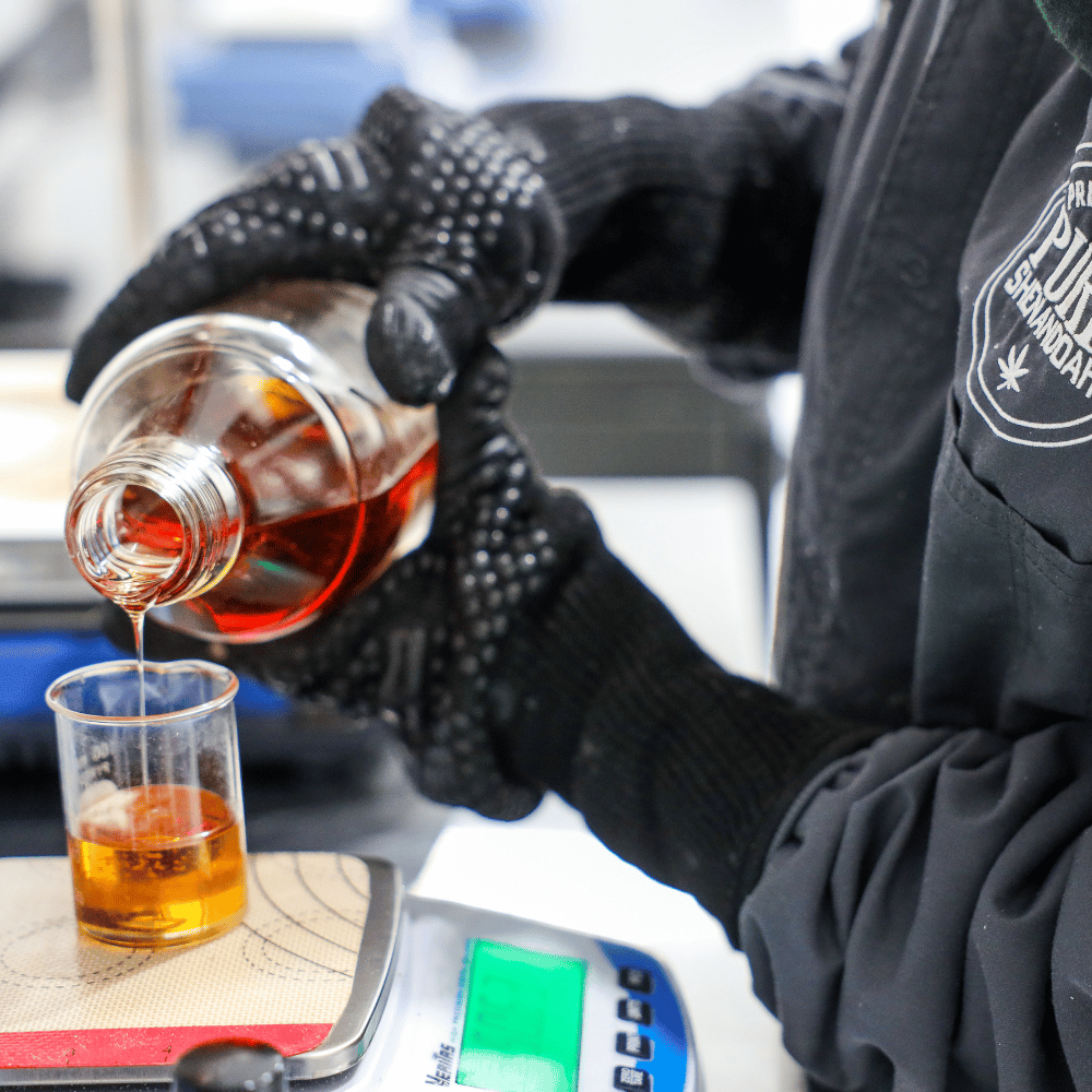 Gloved technician pouring amber hemp extract into a measuring cup