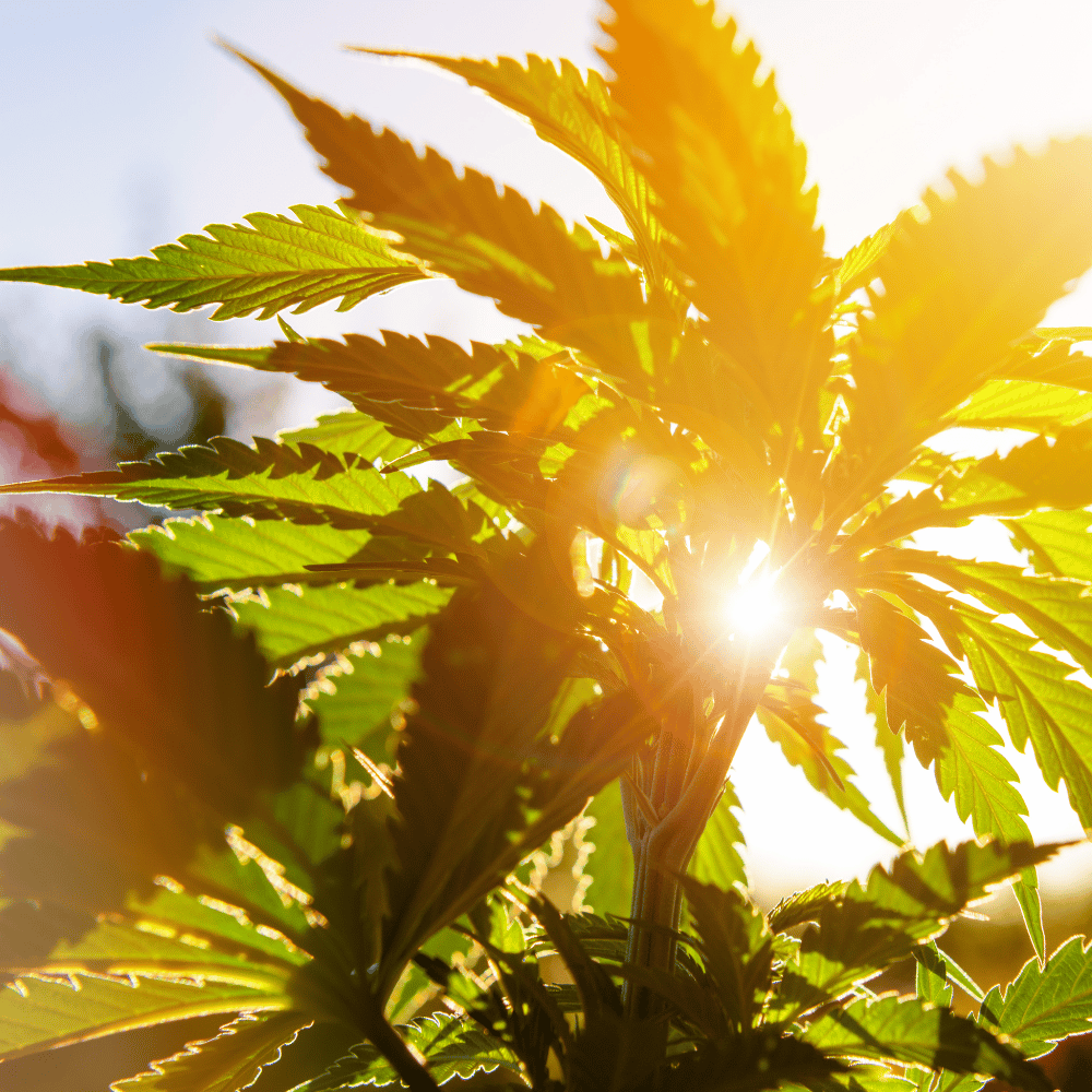 Sunlight glowing behind green cannabis leaves