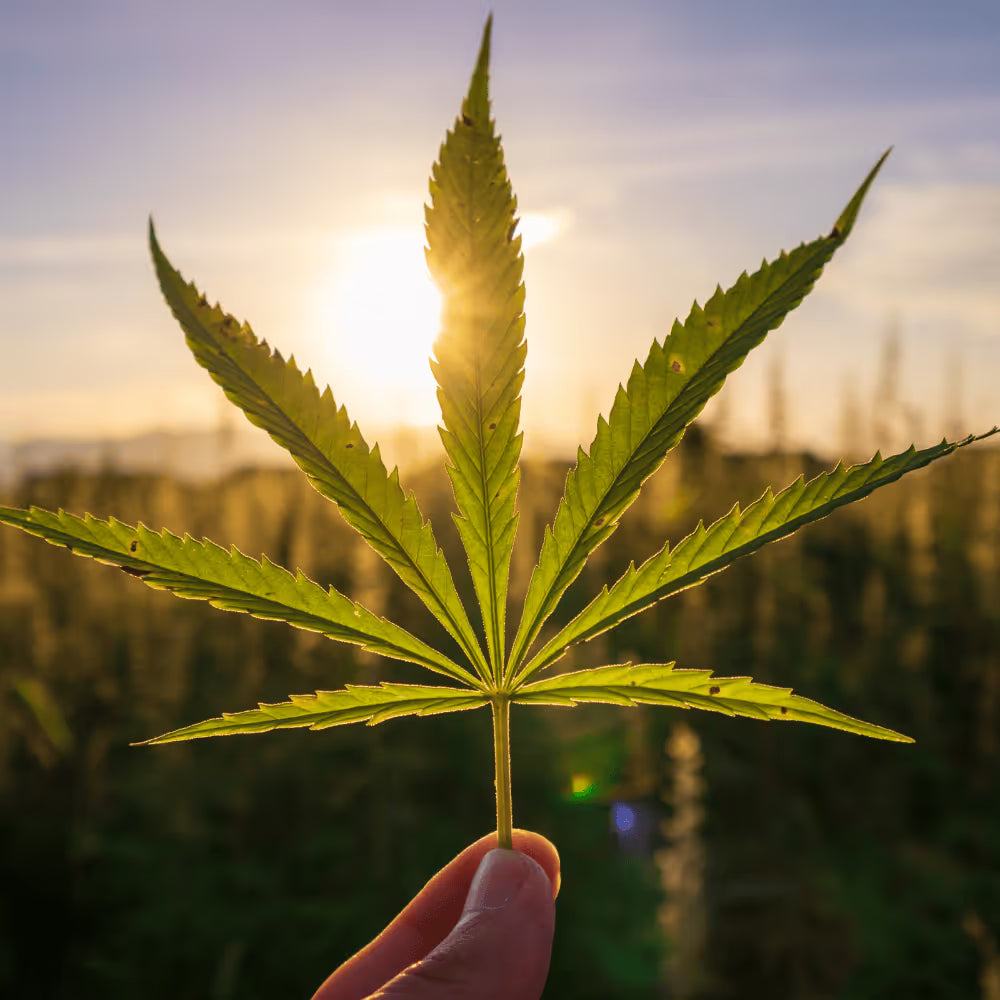 Sunlight shining through a green cannabis leaf in a field
