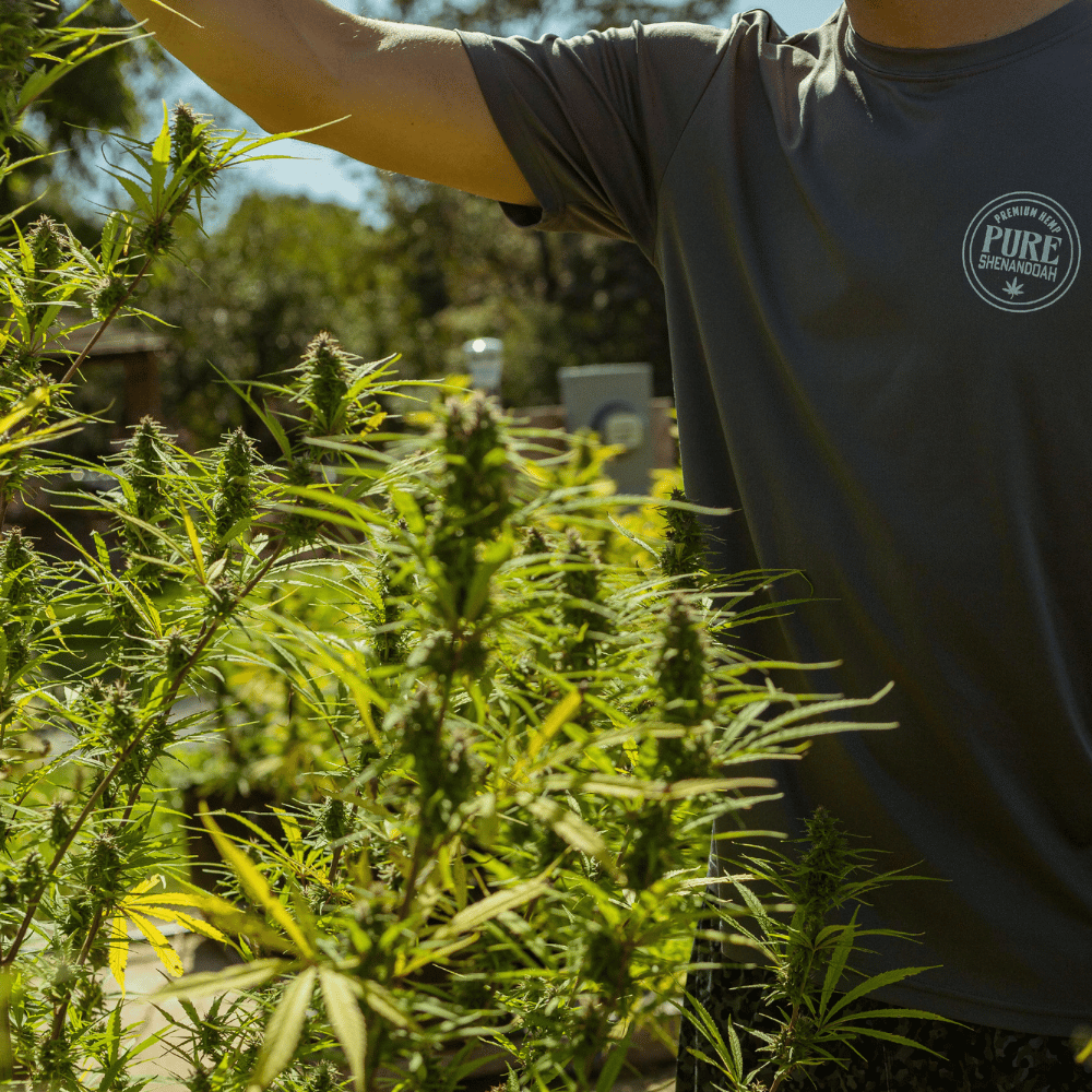 Worker tending mature cannabis plants in a greenhouse