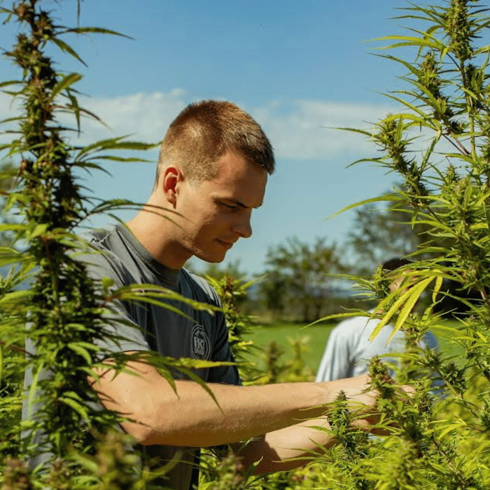 Pure Shenandoah worker examining a tall cannabis plant outdoors