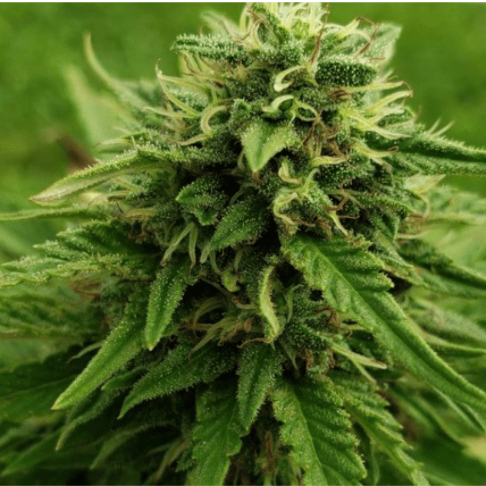 Close-up of a mature green cannabis flower