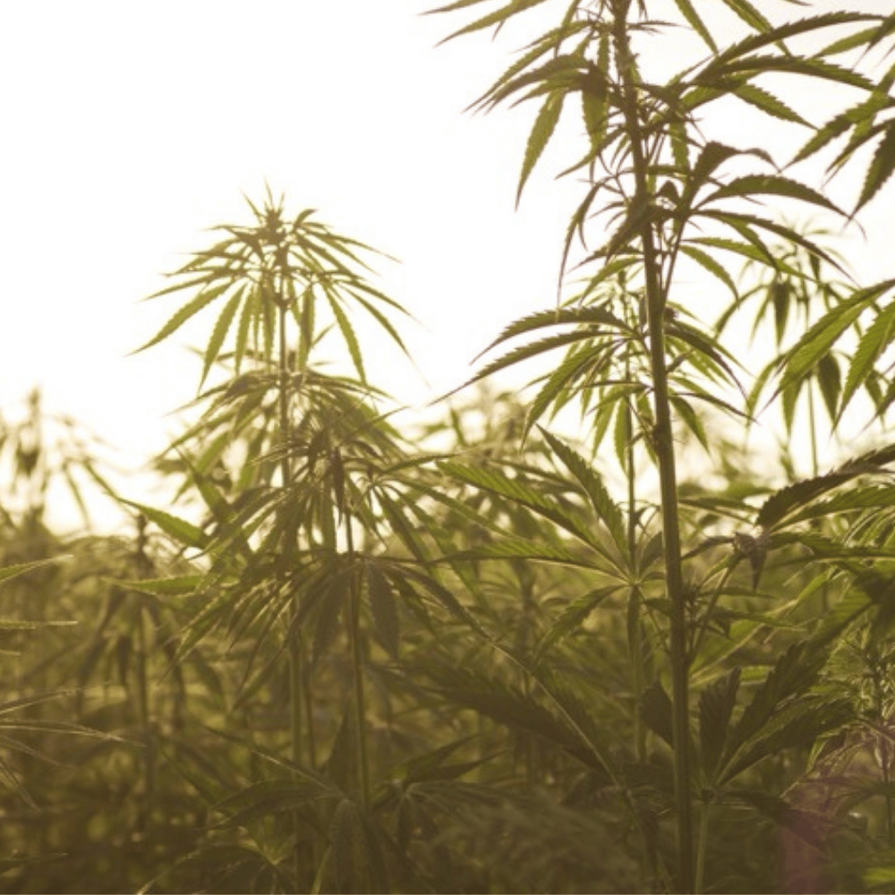 Rows of mature hemp plants in a sunlit field