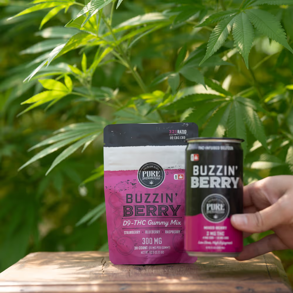 Hand holding Buzzin Berry seltzer and gummies among cannabis plants