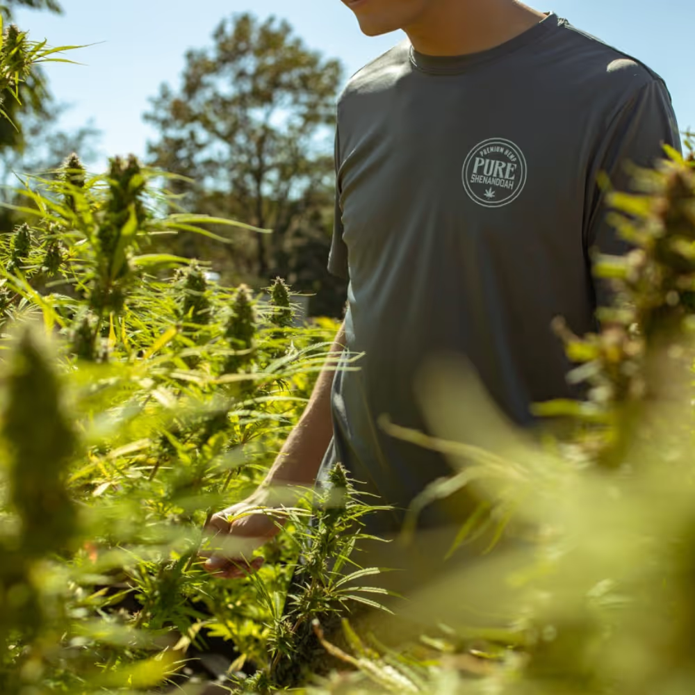 Pure Shenandoah worker walking through flowering cannabis plants