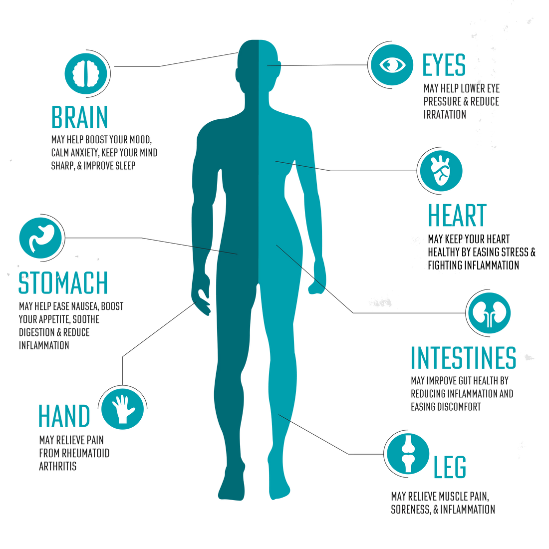 Endocannabinoid system diagram labeling effects throughout the human body