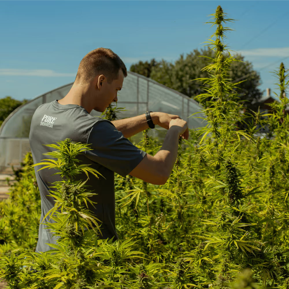 Worker examining tall cannabis plants outdoors