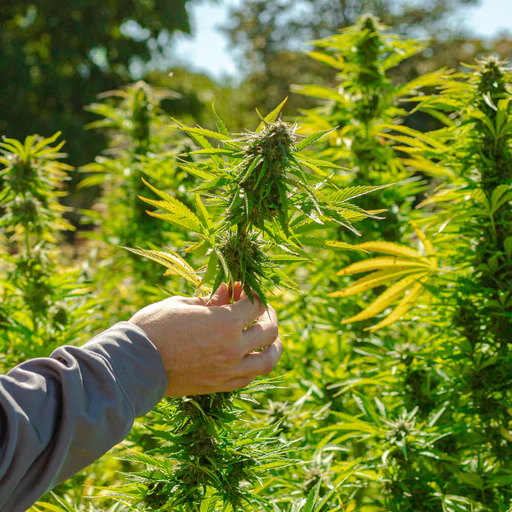 Hand inspecting a mature cannabis flower in the field