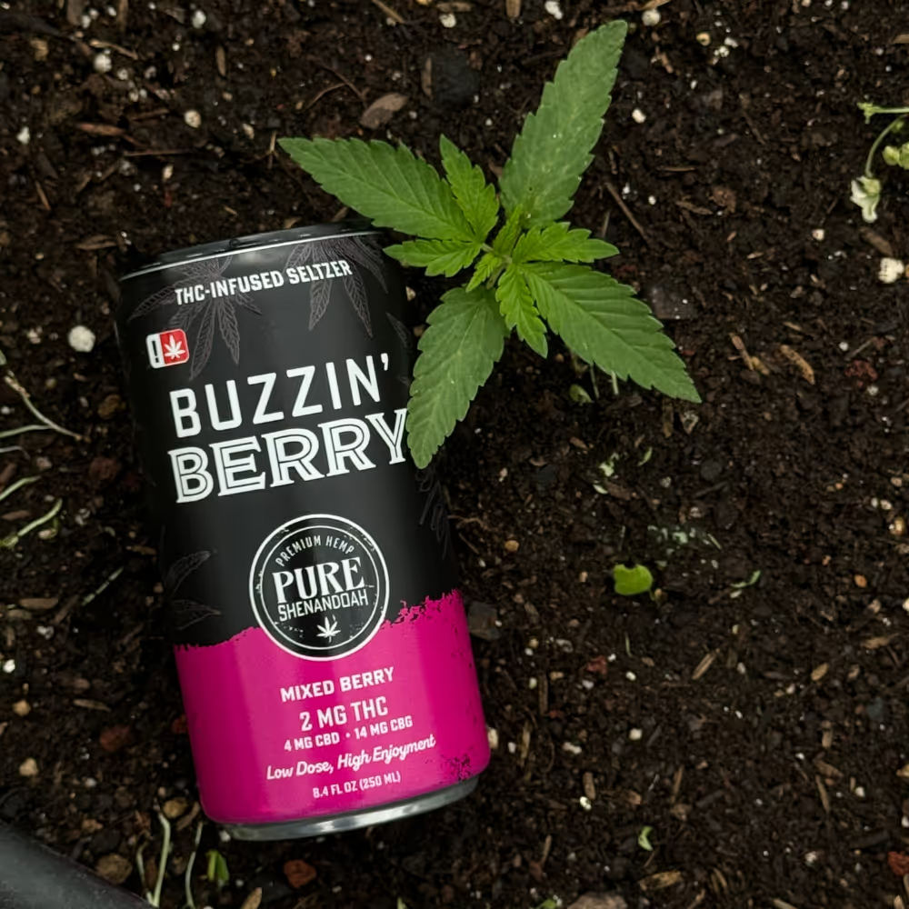 Buzzin Berry THC seltzer can planted beside a young cannabis seedling
