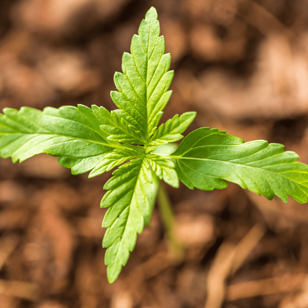 Young cannabis seedling growing from dark soil