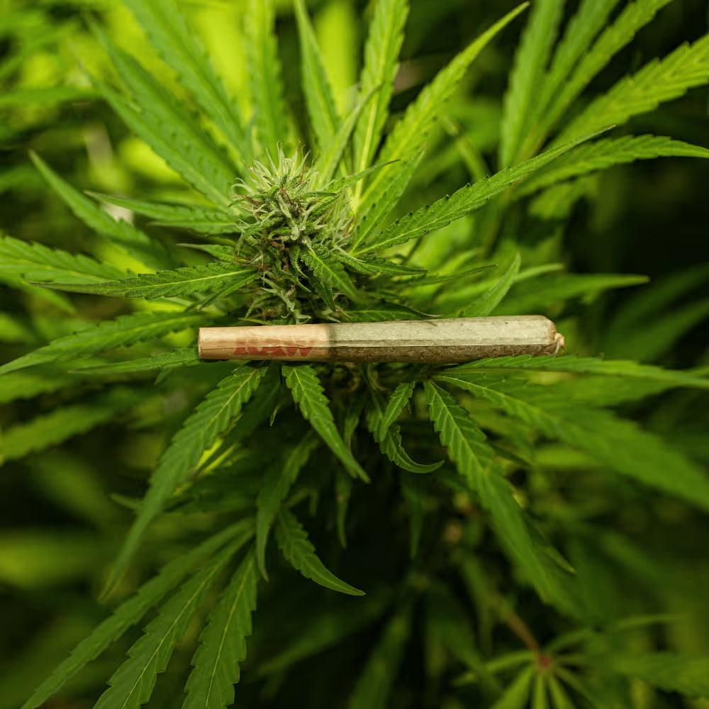 Hemp pre-roll resting across a mature cannabis flower