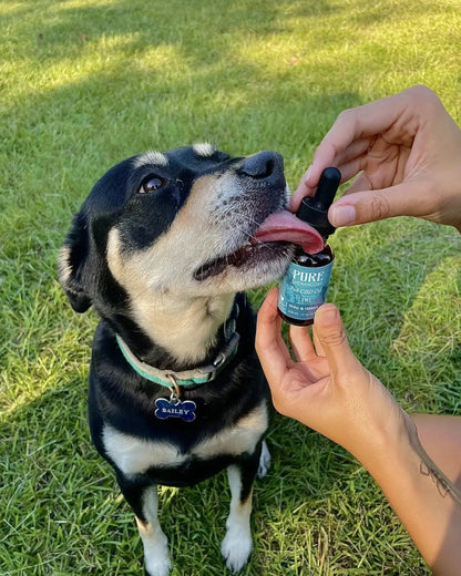Dog being given Pure Shenandoah Tame Pet CBD Oil tincture outdoors, showing product use with dropper.