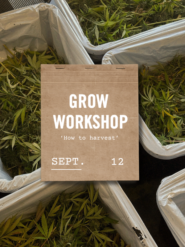 Pure Shenandoah how to harvest grow workshop card image.