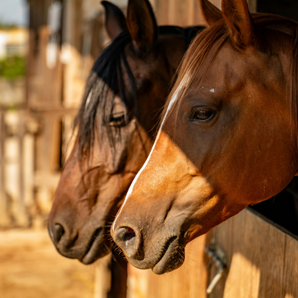 Ease & Relieve Equine CBD Oil