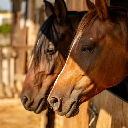 Ease & Relieve Equine CBD Oil
