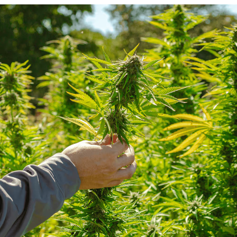 Handpicked with care