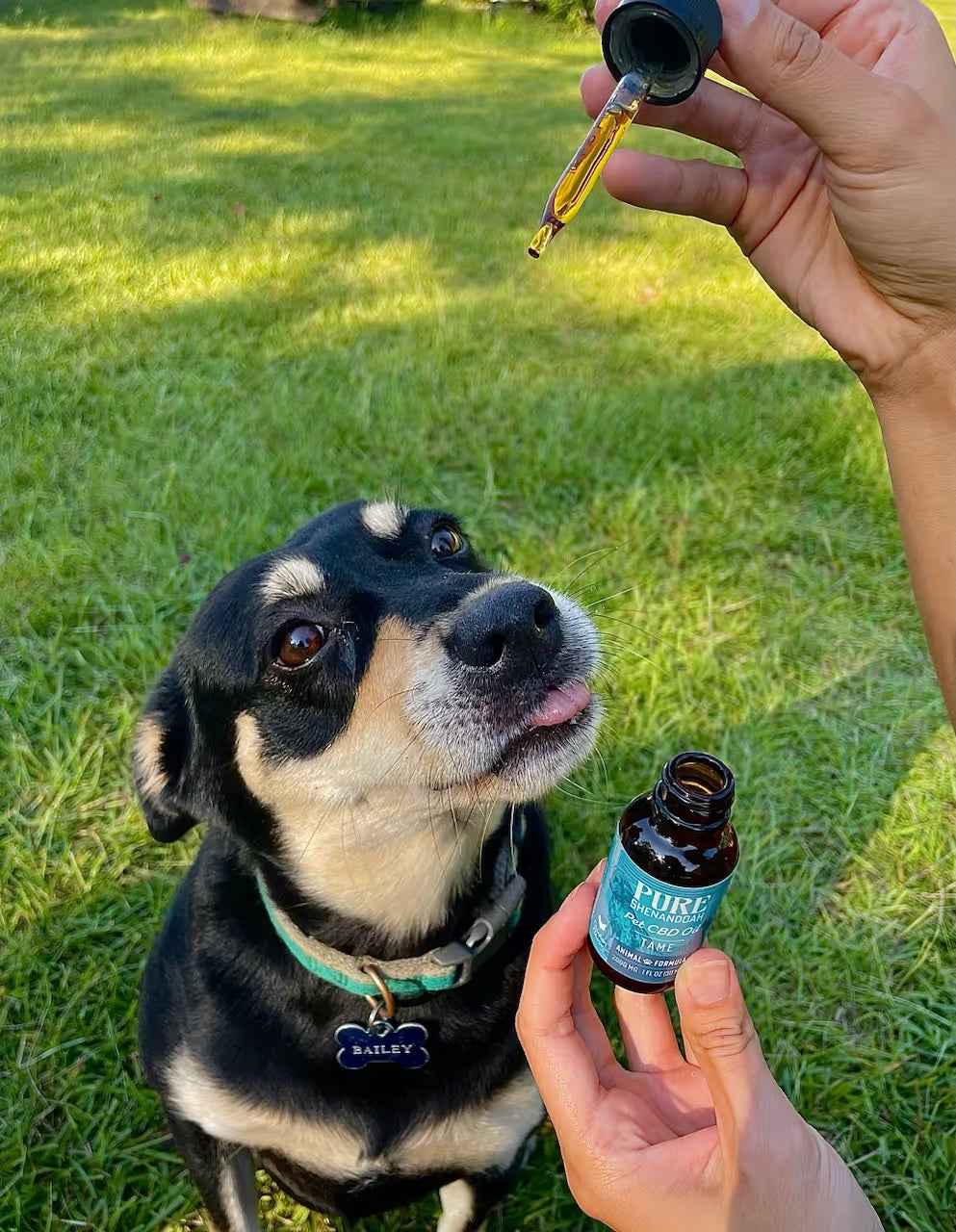 Dog taking Tame pet CBD oil from Pure Shenandoah, a Virginia-made hemp product with chicken and salmon flavor.