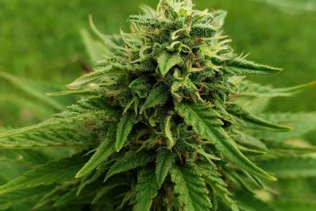 Close-up of a green cannabis bud with trichomes against a blurred green background.