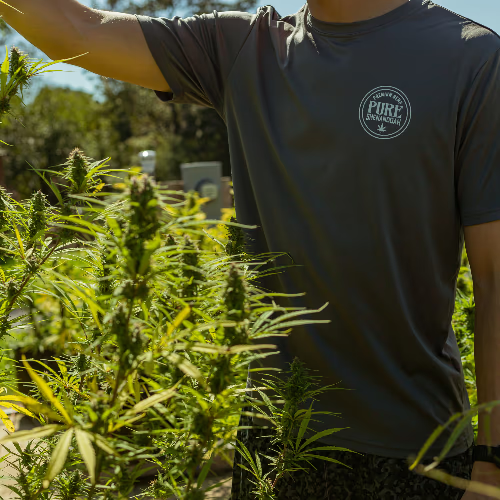 Pure Shenandoah CEO Tanner tending outdoor hemp plants in Virginia fields.