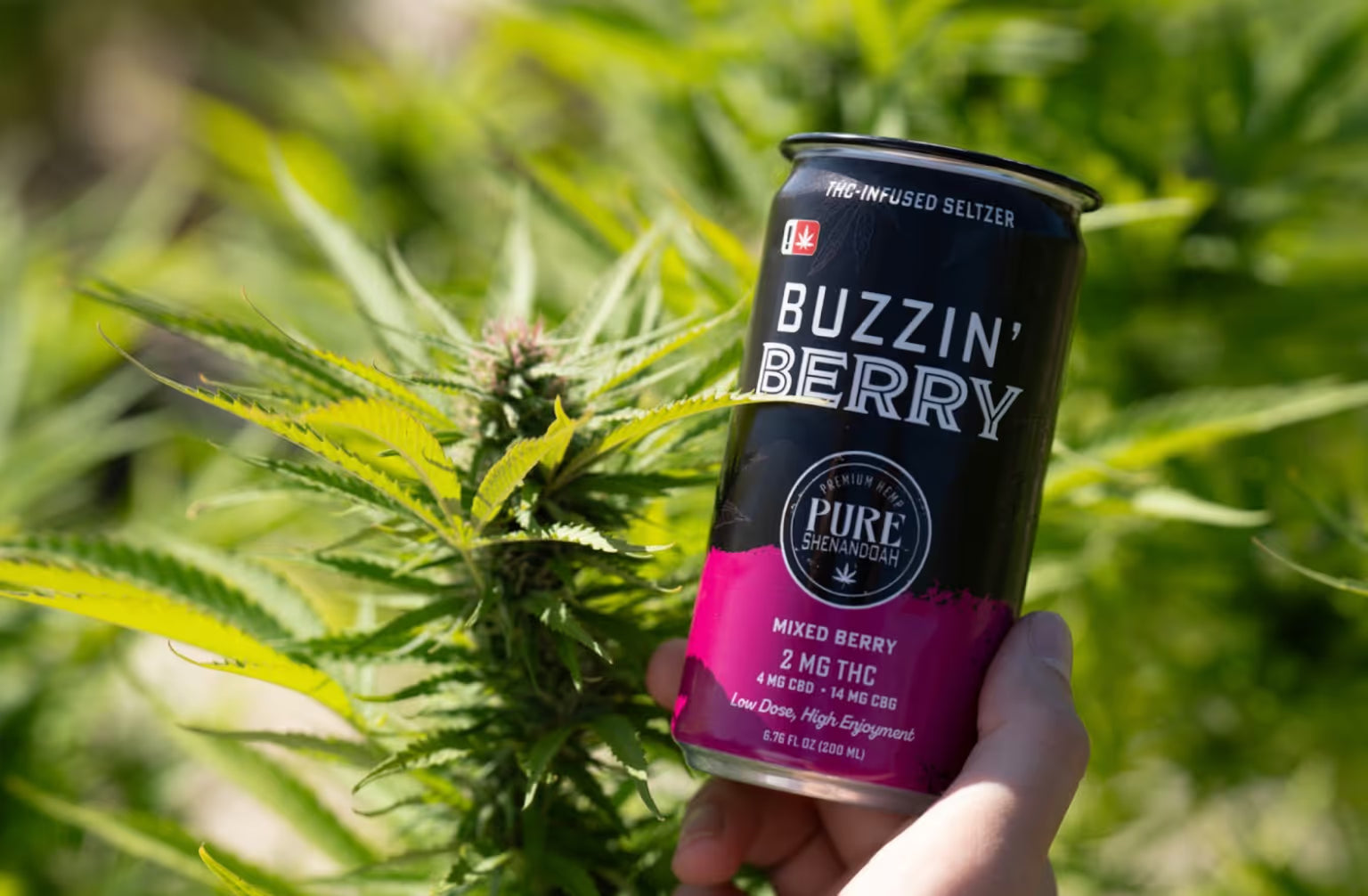 Hand holding a can of Buzzin’ Berry THC-infused seltzer next to green cannabis plant leaves.