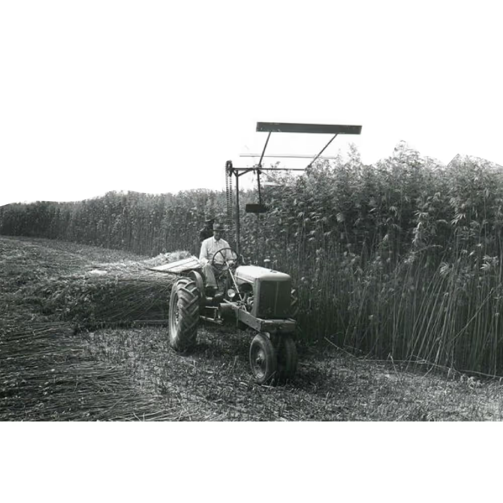 Farmer cutting hemp in 1942 during World War II as part of the U.S. Hemp for Victory program, which produced 500,000 acres of hemp for naval rope.